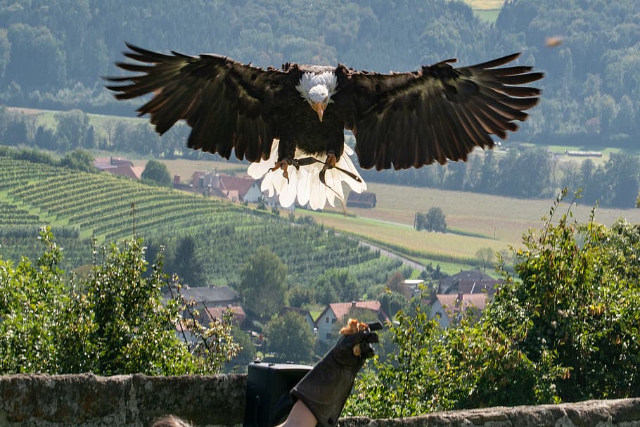 riegersburg, ave de rapina, gracioso, voador, impressionante, majestoso, pássaro, pena, projeto de lei, retrato animal