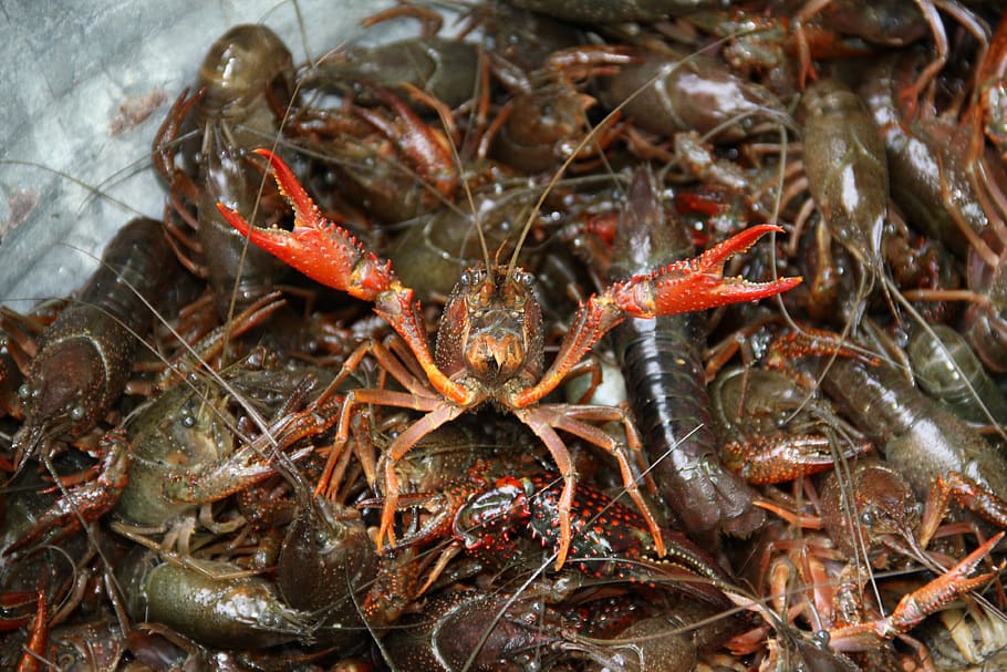 cangrejos de río, hervir, crustáceos, mariscos, alimentos, alimentos y bebidas, animales, temas de animales, primer plano, cangrejo