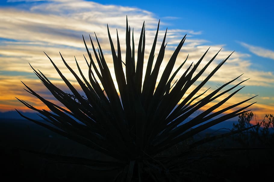 yucca against new mexico sunset, sunset, yucca, outdoor, west, dusk, plant, nature, oliver, lee