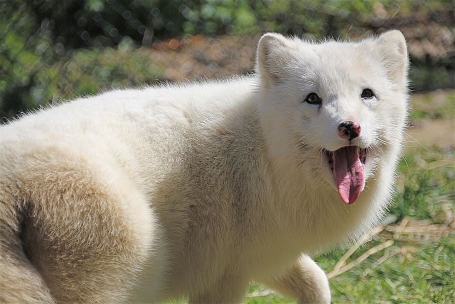 arctic fox, fuchs, white, wild animal, snow fox, ice fox, zoo, animal, animal themes, mammal