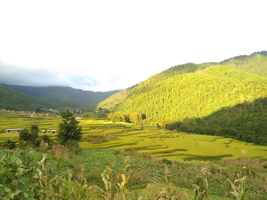красиво, место, читланг, непал, красивое место, паванкава, растительность, долина, зеленый, красота в природе