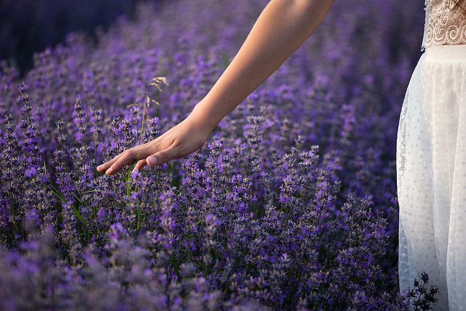 lavender, nature, flowers, plants, purple, summer, flora, garden, colors, field