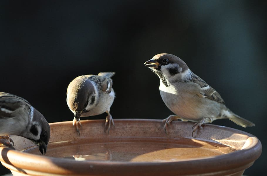 sparrow, sperling, tree sparrow, bird, animal world, nature, animal, animal themes, group of animals, vertebrate