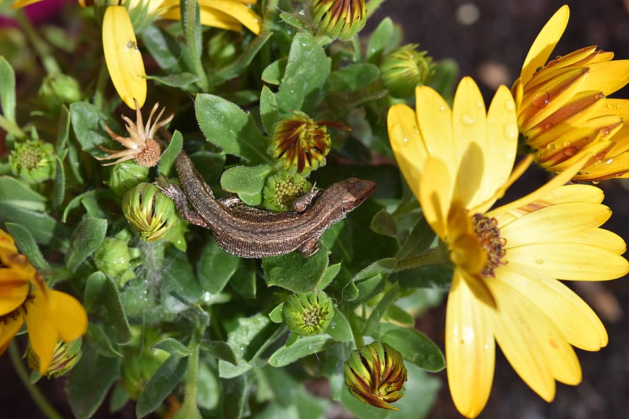 Lizard Flower.