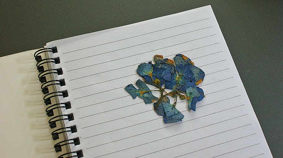 flower, dried, notebook, vegetable, petals, beautiful, beauty, summer, remember, save