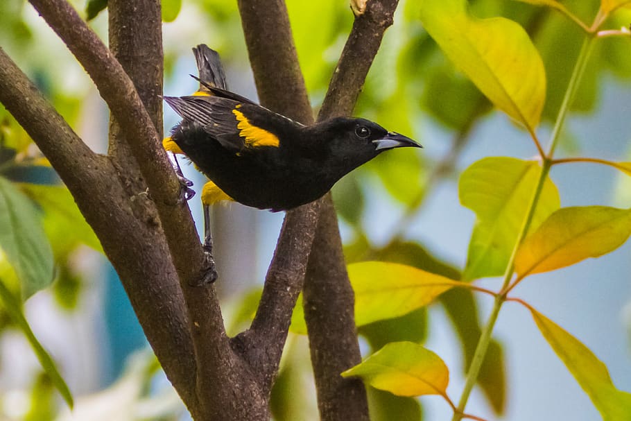 cuba, cienaga de zapata, oriole, yellow and black, birding, forest, nature, wildlife, branch, tree