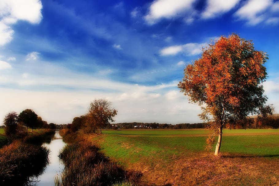 otoño, árbol, río, bach, todo, norte de alemania, color de otoño, hojas, naturaleza, rojo