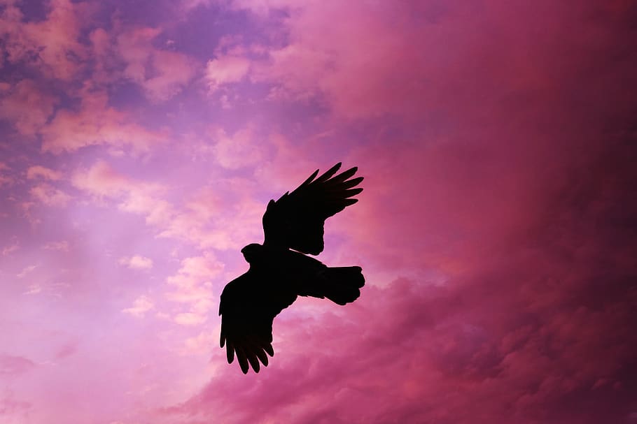 corvo, pássaro, voo, asa, plumagem, amigo de penas, silhueta, céu pôr do sol, céu, nuvem - céu
