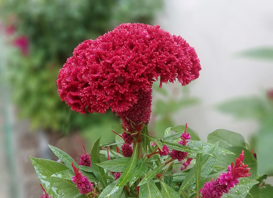 cockscomb, flowers, red flower, red, beautiful, close, sejong city, korea, plant, growth