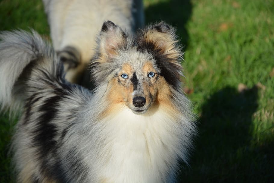 blue merle sheltie stuffed animal