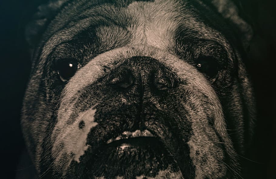 close-up, bulldog, smile, animal, dog, pet, puppy, nose, teeth, chunky