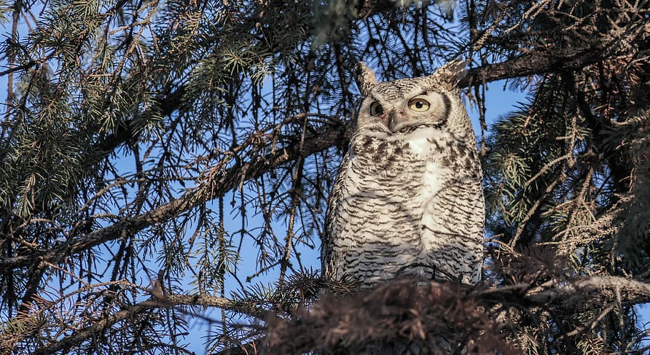 great horned owl female, owl, horned owl, raptor, big eyes, wide eyes, wise owl, tree, animal themes, one animal