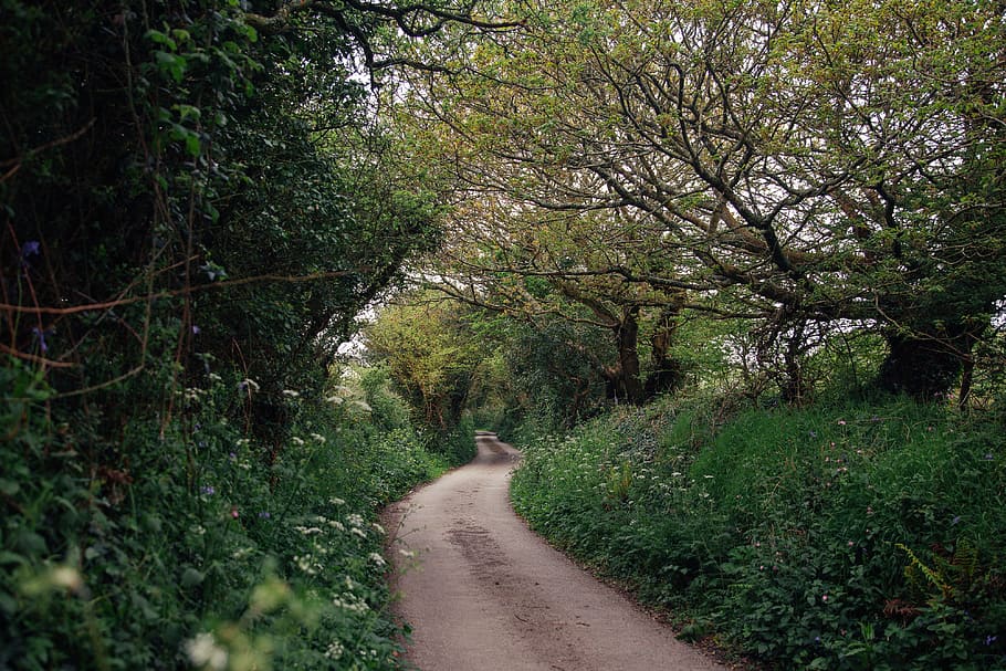 country road, countryside, england, flowers, green, path, romantic, spring, village, way