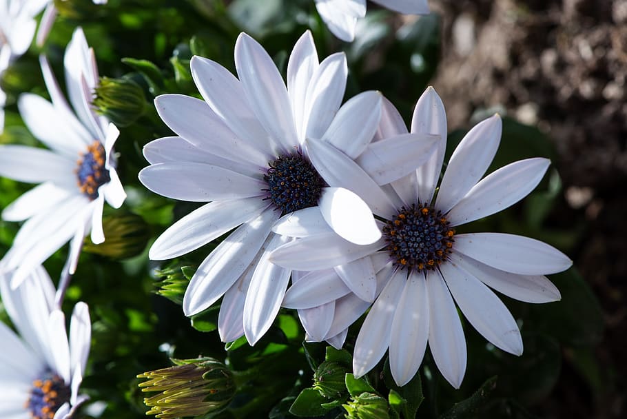 cape daisy, white, flowers, nature, garden, spring, close up, flora, bloom, spring flowers