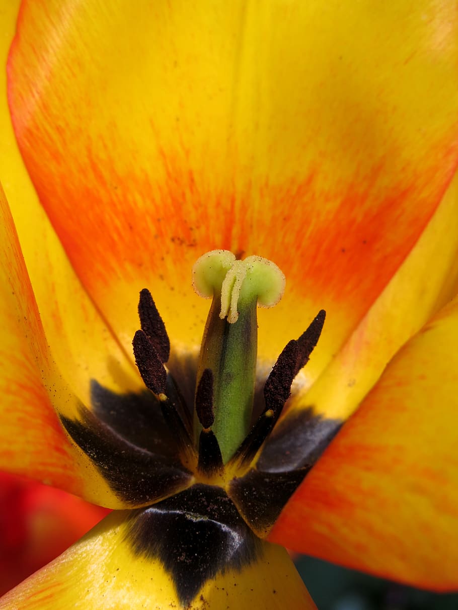 tulip, blossom, bloom, blushing apeldoorn, darwin hybrid, stamp, pollen, spring, nature, plant