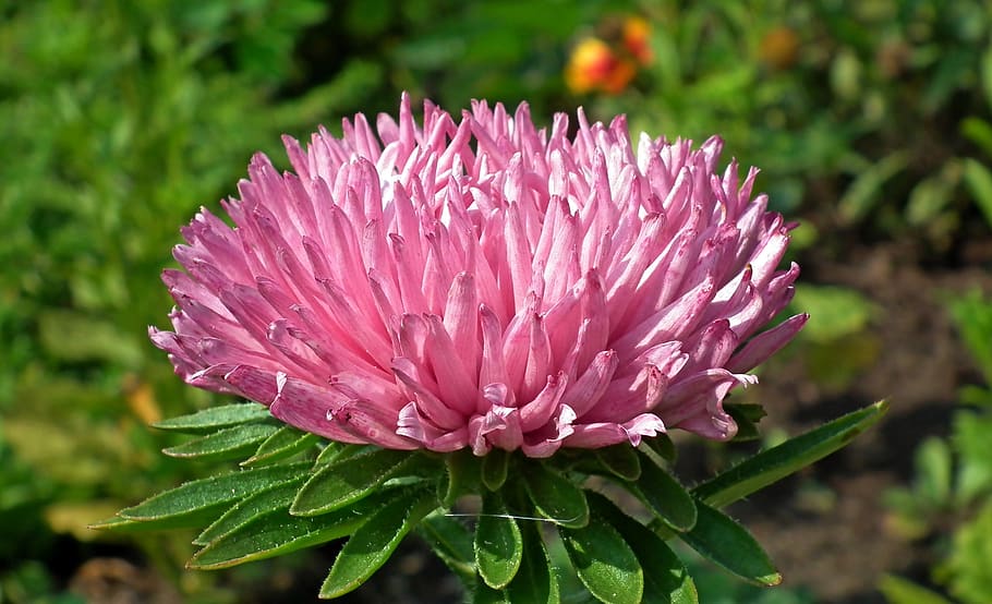 aster, flor, rosa, jardín, naturaleza, primer plano, verano, floreciente, belleza, planta floreciendo