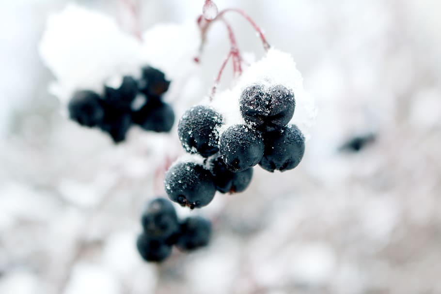 frozen, grapes, winter, snow, crystal, snow crystal, berry, cold, life, nature