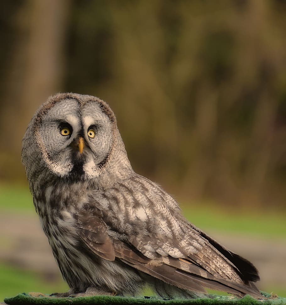 bart owl, owl, bird, feather, animals, wild bird, cute, head, bill, plumage