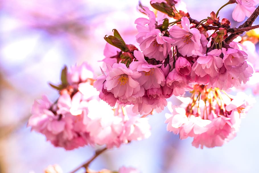 flowers, nature, blossoms, pink, cherry, sakura, branches, petals, leaves, stalks