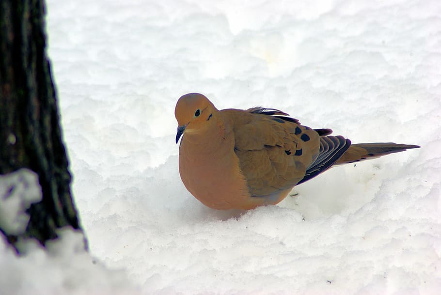 mourning dove in snow, dove, mourning, bird, nature, wildlife, animal, outdoors, wild, avian
