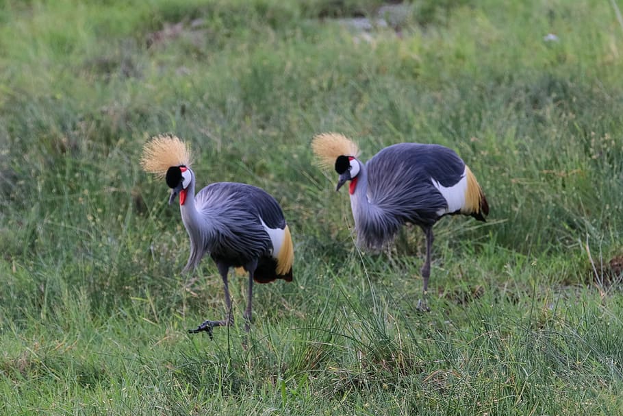 africa, kenya, amboseli, safari, landscape, wilderness, national park, crane, bird, grey crowned crane