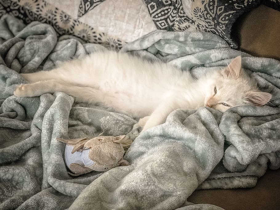 gato, blanco, dormir, manta, cama, felino, juguete, mimoso, relleno, alfombra