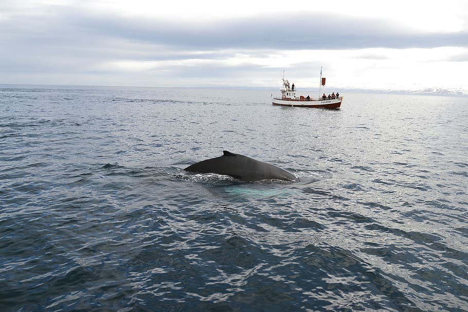 исландия, комплект, наблюдение за китами, море, горбатый, океан, природа, атлантика, воды, Морское судно