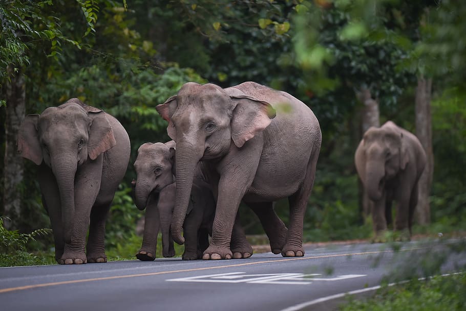 elephant, animal, nature, mammal, thailand, wildlife, skin, environment, big, large