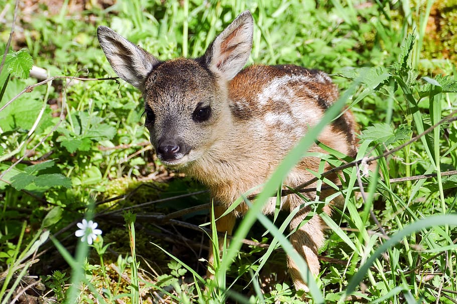 Royalty-free deer baby photos free download | Pxfuel