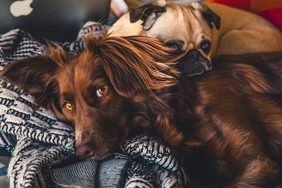 dogs, laying, bed, sleep, rest, chill, red setter, pug, animal, pet