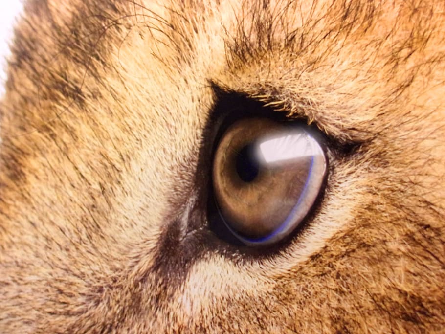 lion, sad, eyes, -, close-up, africa, african, ilegal, commerce, trading
