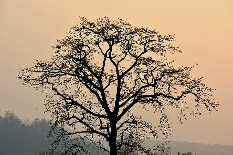 tree, branches, plant, nature, foggy, landscape, outdoor, sky, silhouette, branch