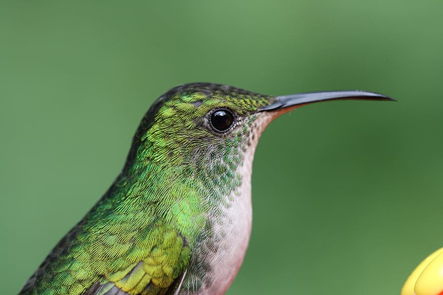 hummingbird, bird, green, animal themes, animal, vertebrate, animal wildlife, one animal, animals in the wild, close-up
