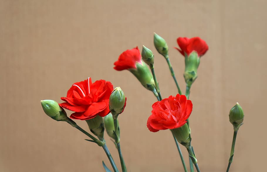 carnations, red, natural, flower, flowering plant, beauty in nature, vulnerability, freshness, fragility, plant