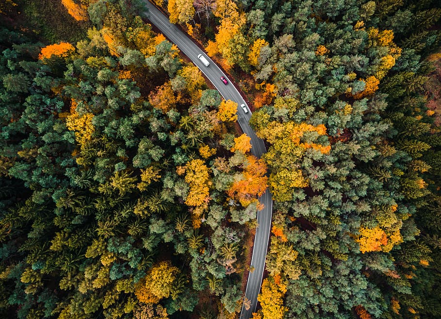la carretera, bosque, aéreo, otoño, ojo de pájaro, carros, fotografía de drones, drones, desde arriba, desde el avión