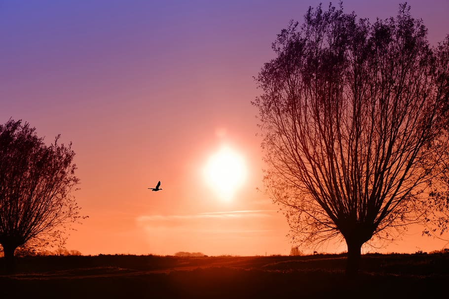 tree, branch, silhouette, sunrise, morning skies, sun, bird, countryside, rural, sunset