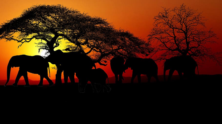 sunset, savannah, elephants, trees, mammals, nature, africa, dry, desert, animal themes