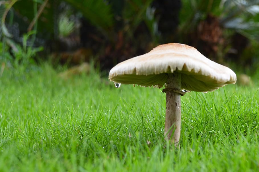 mushroom, rain, green, nature, plants, fungus, vegetable, plant, food, grass