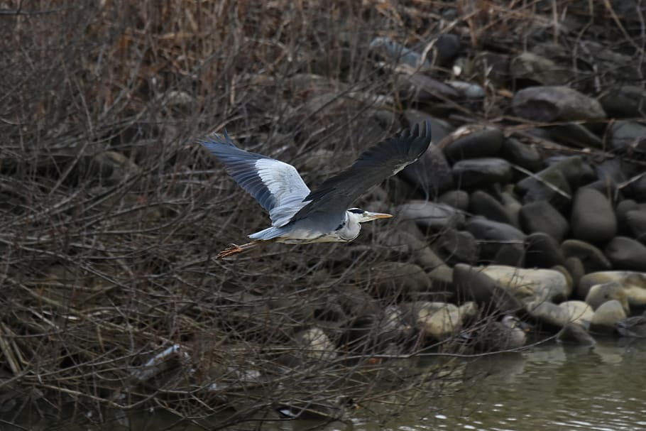 animal, river, waterside, bird, wild birds, heron, egret, gray heron, feathers, wings