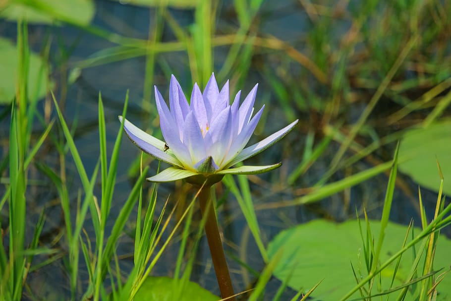 water-lily-national-flower-of-bangladesh-plant-flower-flowering