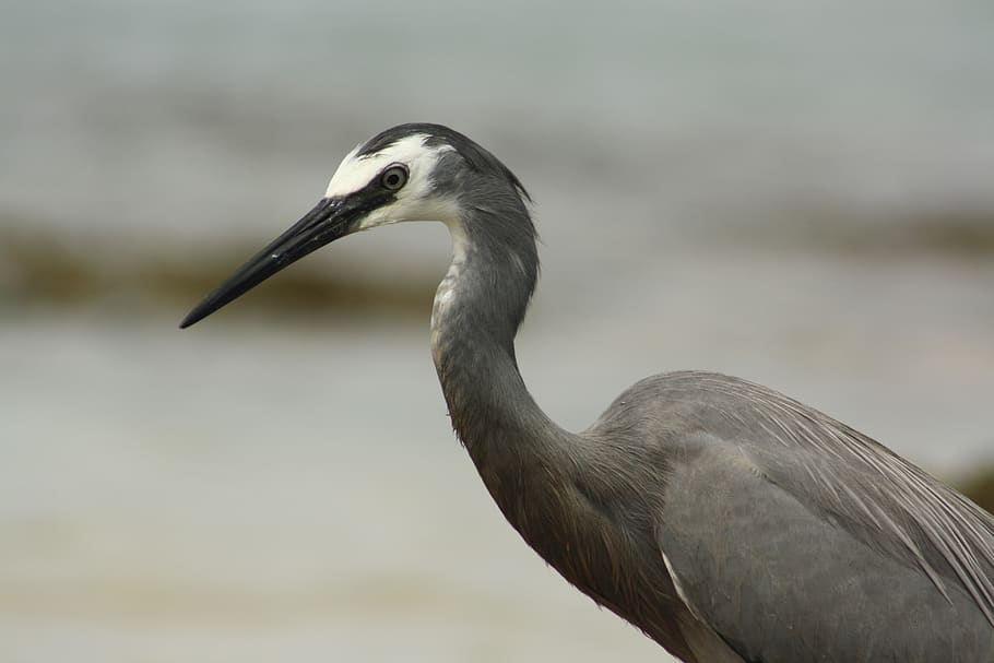 white faced heron, bird, beach, australia, caloundra, head, black beak, grey, feathers, fauna