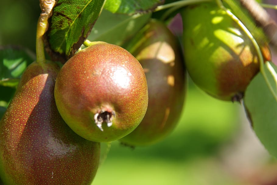 pears, peer, orchard, pear tree, fruit, fruits, food, fruit tree, juicy, vitamins