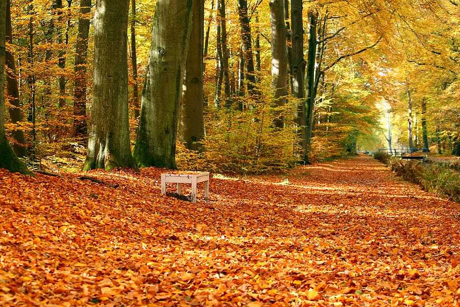 autumn/fall park, nature, autumn, bark, bench, bridge, fall, hike, leaves, orange