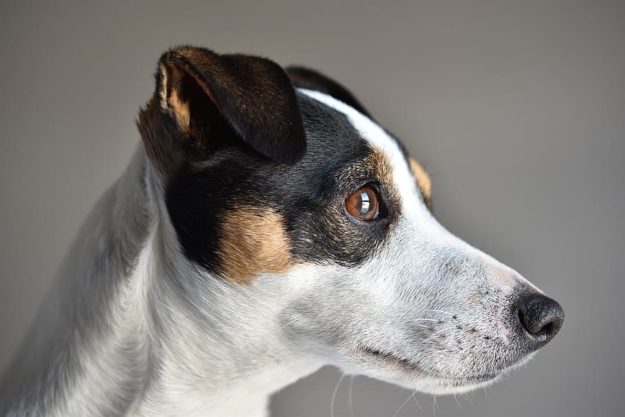 jack russel, cão, bonitinho, terrier, canino, focinho, olhar, corrida, caça, um animal