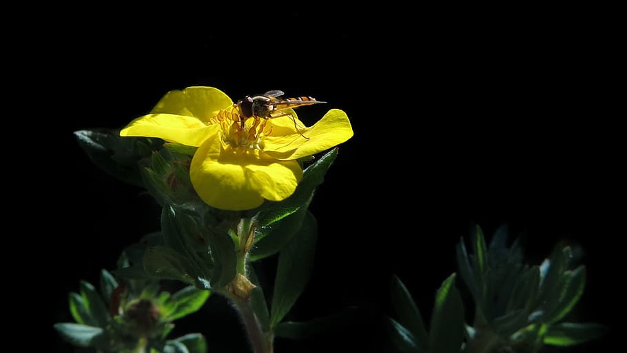 hierba de cinco dedos, flor amarilla, mosca flotante, animal, planta, mosca, insecto, naturaleza, amarillo, fondo negro