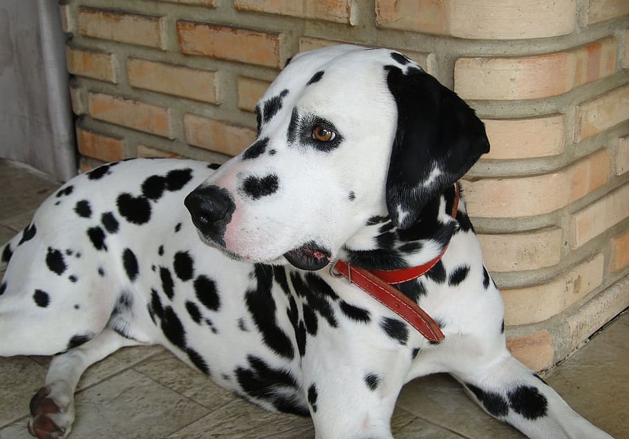 cão, branco, raça de pêlo curto, escuro, spots.rnlarge, poderoso, cães, frequentemente, alvejado, incluindo