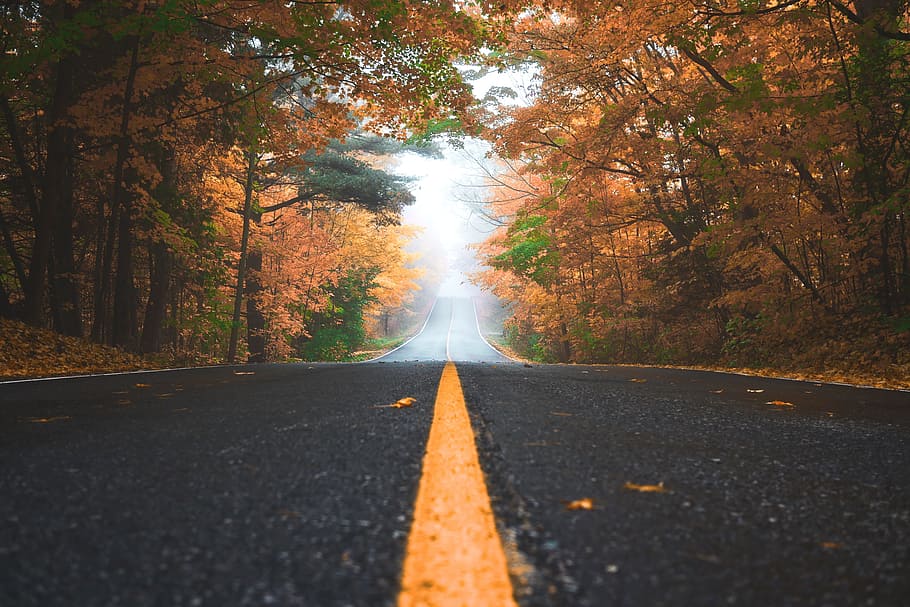 road, path, leaves, fall, trees, plant, nature, autumn, fog, tree