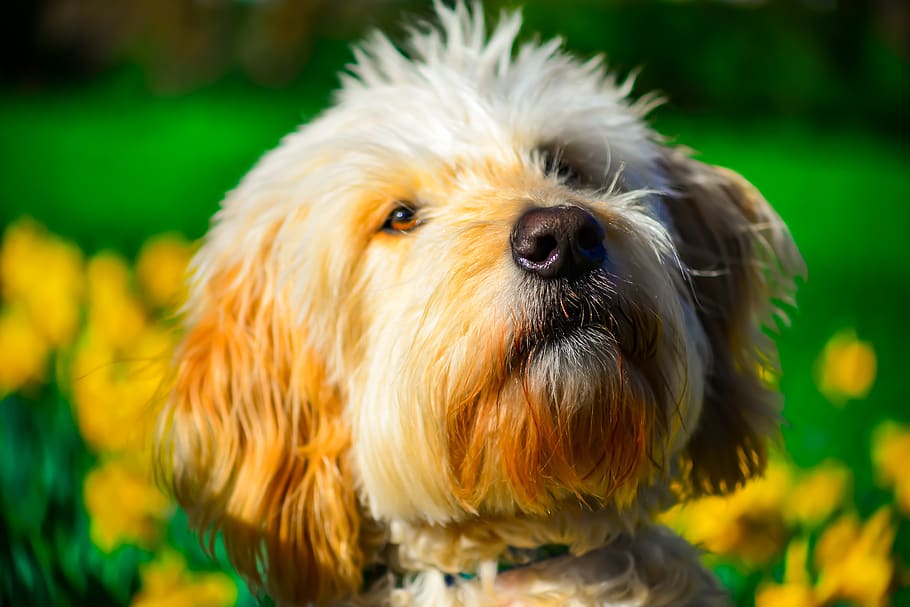 golden doodle, portrait, spring, outdoor, dog, one animal, domestic, pets, canine, domestic animals