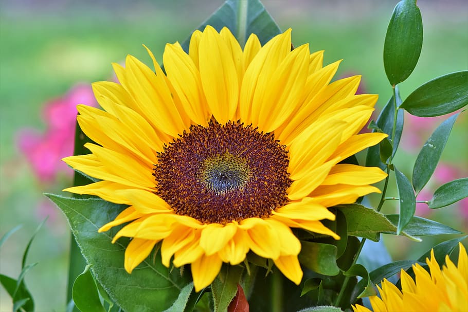 bunga matahari, bunga, tempat tidur bunga, padang rumput bunga, kelopak, mekar, cerah, farbenpracht, bunga liar, bunga taman
