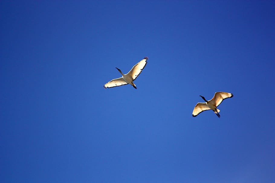 bird, birds, ibis, flight, ala, stork, sky, sharp, ali, blue